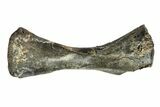 Permian Reptile Humerus Bone - Oklahoma #140118-1